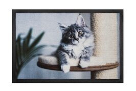 Droogloopmat Cat
